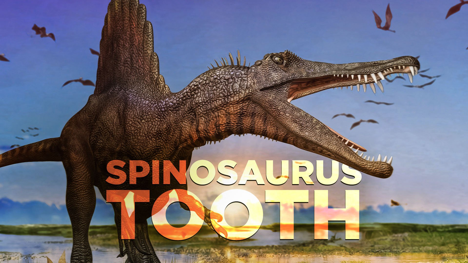 Spinosaurus Tooth!