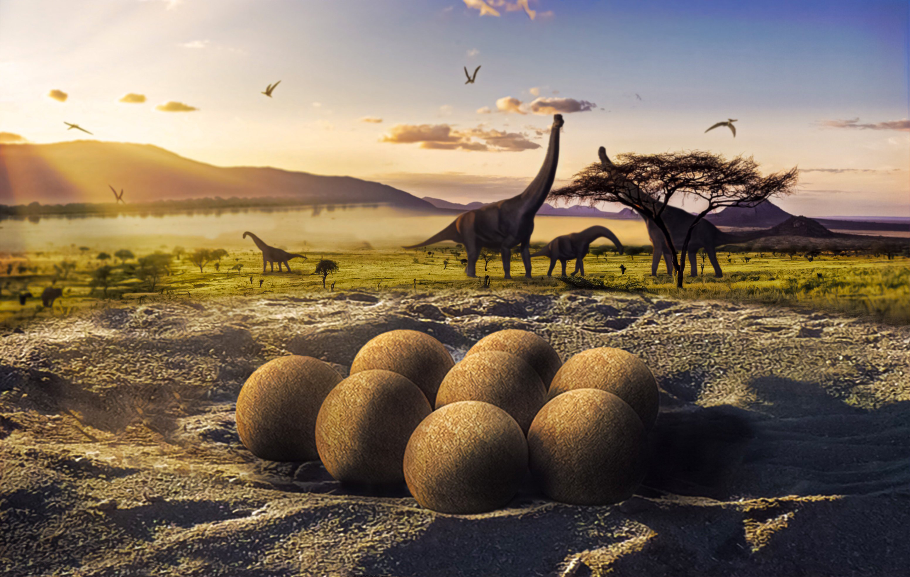 Real dinosaur eggs